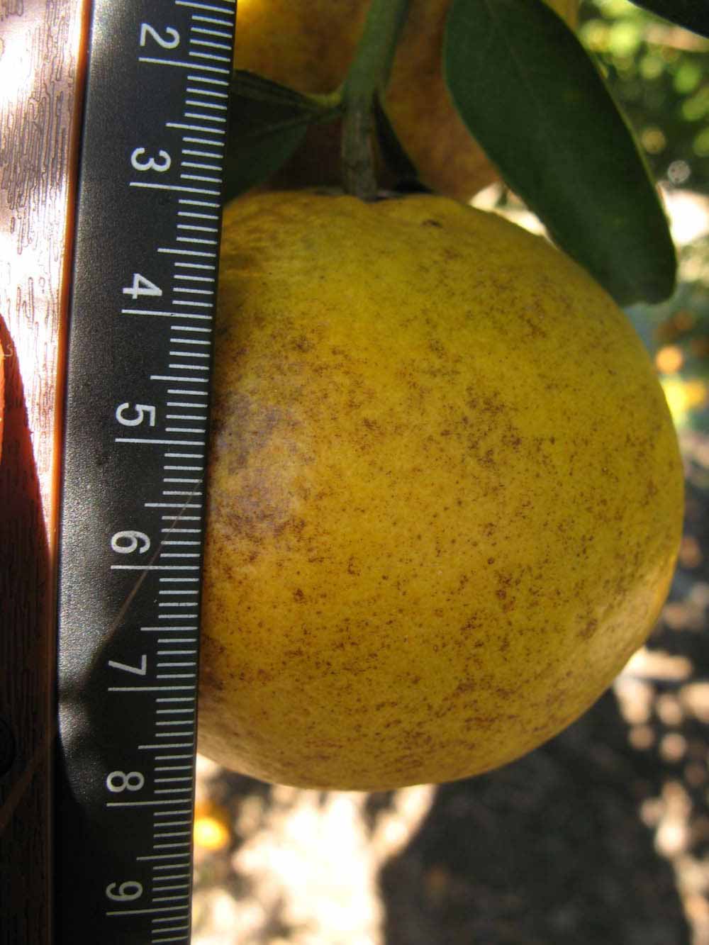              Fruit (Winter Haven, FL)       